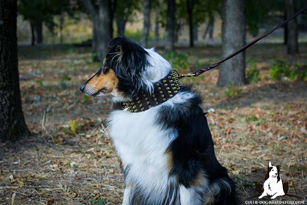 Collie brown leather collar of genuine materials adorned with spikes for daily activity