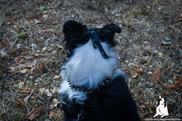 Collie black leather collar padded adorned with spikes for walking