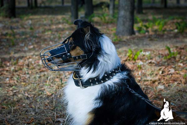 Collie leather collar padded with Nappa leather nickel plated fittings for quality control