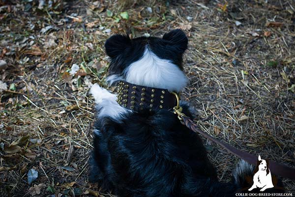 Collie brown leather collar of high quality decorated with spikes for stylish walks