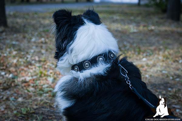 Collie nylon collar with rust-free nickel plated fittings for professional use