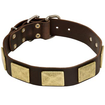 Leather Collie Collar with Fashionable Studs