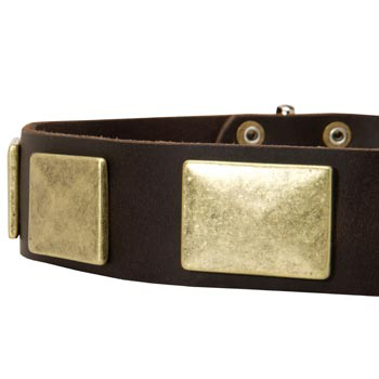 Leather Dog Collar with Massive Brass Plates for Collie