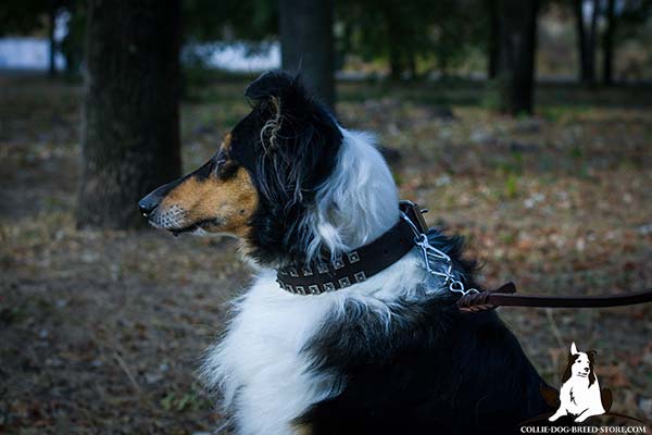 Walking leather Collie collar with riveted old nickel studs