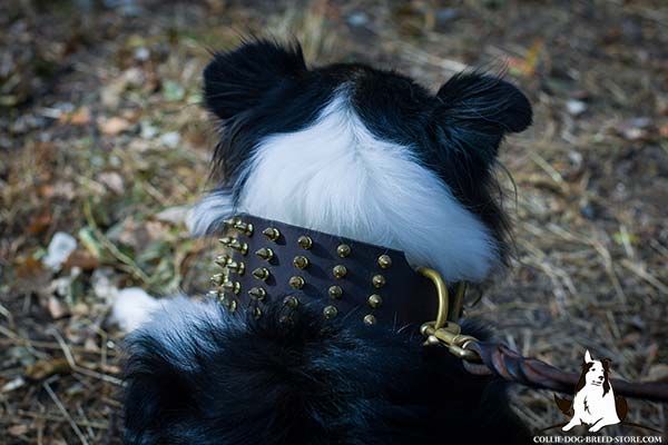 Wide spiked leather Collie collar