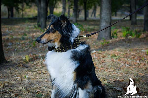 Amazing wide leather dog collar for Collie with brass plated spikes