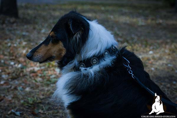 Wear-proof nylon dog collar for Collie with silver-like circles