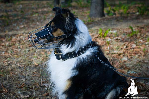 Spiked leather Collie collar with soft Nappa padding