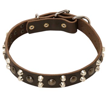 Leather Collar for Collie Stylish Walks
