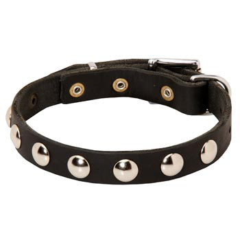 Leather Collie Collar Studded for Puppies