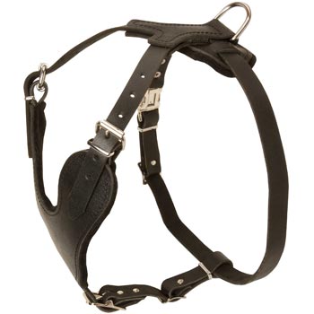 Collie Harness for Off-Leash Training