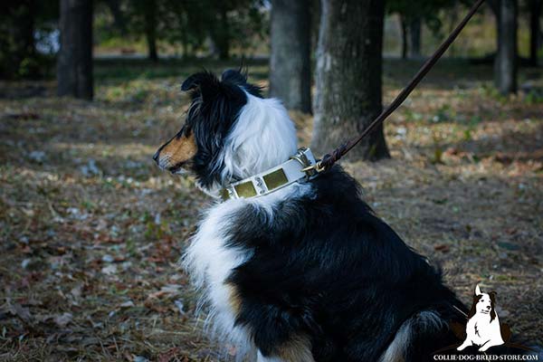 Collie leather leash with non-corrosive hardware for basic training