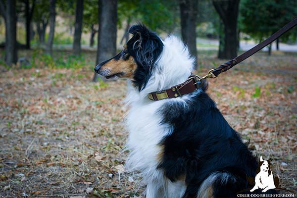 Collie leather leash with durable brass plated hardware for better comfort
