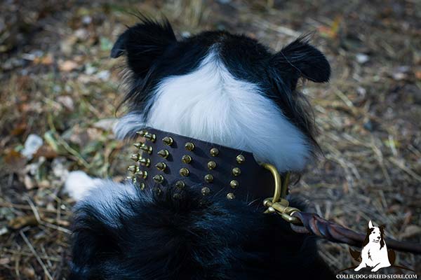Collie leather leash with reliable hardware for improved control