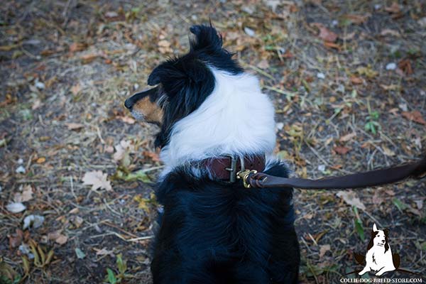 Collie leather leash of genuine materials with brass plated hardware for daily walks