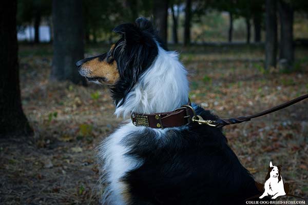 Collie leather leash with rust-resistant brass plated hardware for professional use