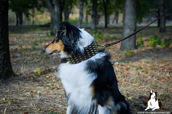 Collie leather leash of classy design with handle for daily activity