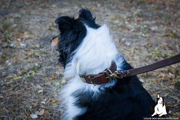 Collie leather leash with strong hardware for tracking