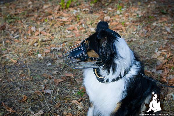 Collie wire basket muzzle padded with felt with traditional buckle for walking