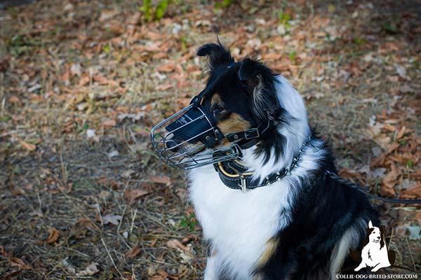 Collie wire cage muzzle ventilated with riveted fittings   for daily activity