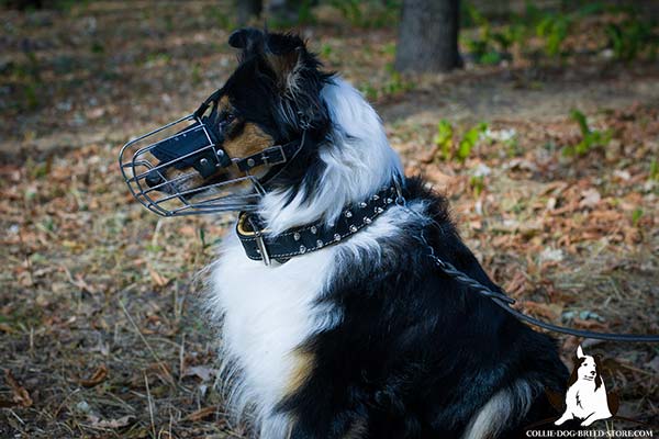 Wire cage dog muzzle for Collie for effective training