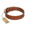 "Star Light" Stylish FDT Artisan Tan Leather Collie Collar with Silver-Like Studs