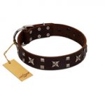 "Bigwig Woof" FDT Artisan Brown Leather Collie Collar with Chrome Plated Stars and Square Studs