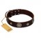 "Magic Stones" FDT Artisan Brown Leather Collie Collar with Chrome Plated Brooches and Studs