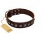 "Kingly Grace" FDT Artisan Brown Leather Collie Collar with Silver-like Dotted Studs