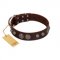 "Choco Brownie" FDT Artisan Brown Leather Collie Collar Adorned with Silver-Like Conchos