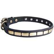 Collie Leather Collar Brass Plates 25 mm