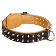Spiked Collie Collar Padded with Nappa Leather