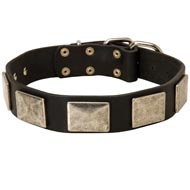 Leather Collie Collar with Large Nickel Plates