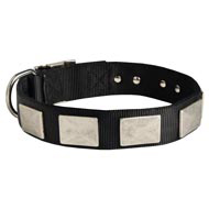 Nylon Collie Collar Massive Nickel Plates