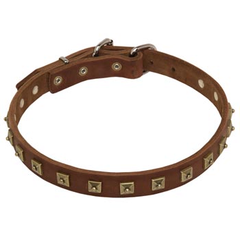 Collie Leather Collar For Walking And  Training in Style