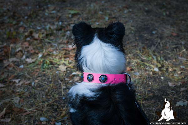 Collie pink leather collar for snug fit decorated with plates for daily walks