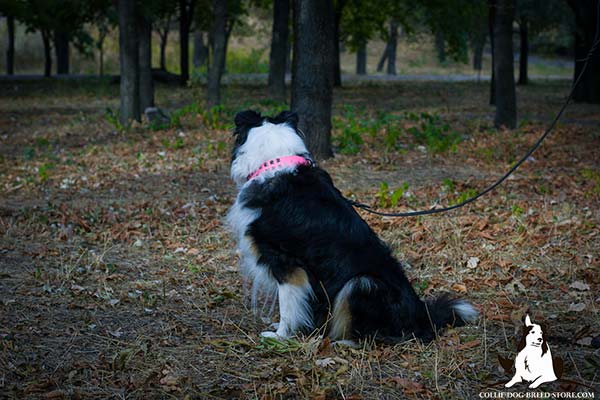 Collie pink leather collar of classy design decorated with studs for stylish walks