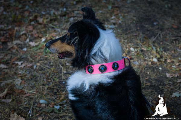Collie pink leather collar of classy design with plates for stylish walks