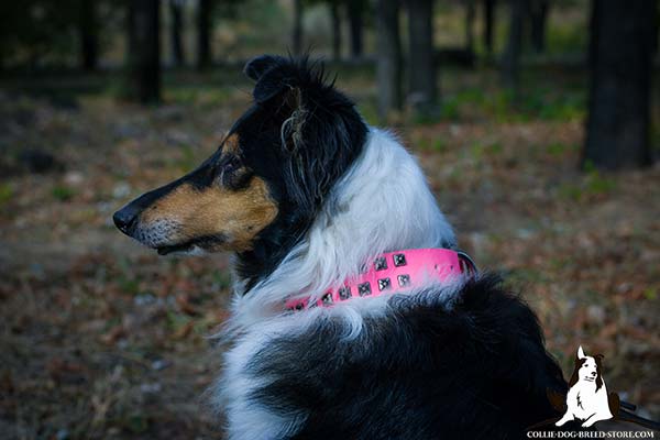 Collie pink leather collar adjustable  with studs for improved control