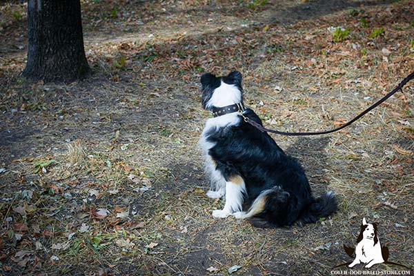 Collie brown leather collar with duly riveted cones for improved control