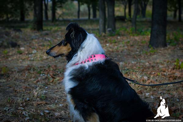 Collie pink leather collar of genuine materials with handset studs for daily walks