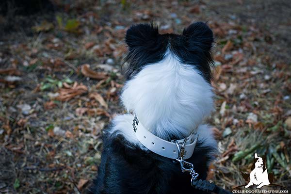 Collie white leather collar easy-to-adjust decorated with studs for stylish walks