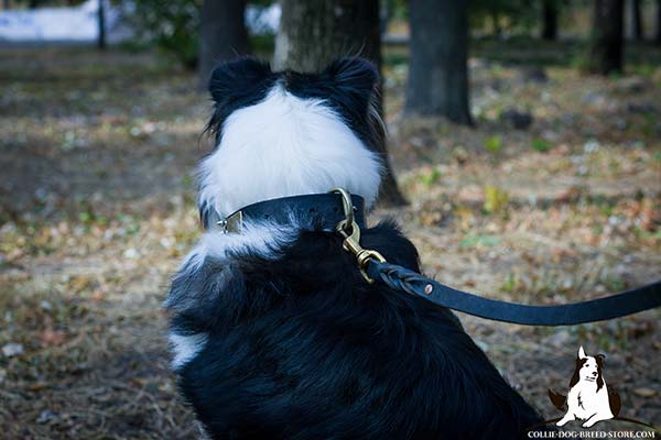 Collie black leather collar snugly fitted with d-ring for leash attachment for walking in style