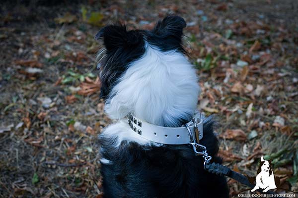 Collie white leather collar snugly fitted adorned with studs for daily activity