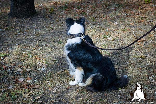 Collie brown leather collar easy-to-adjust decorated with cones for daily walks