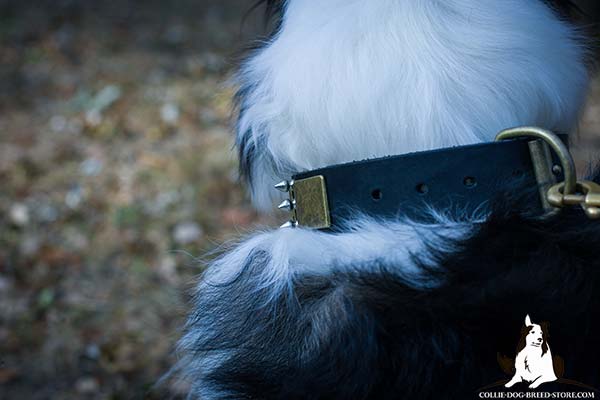 Collie black leather collar of classic design with nickel plated hardware for better comfort