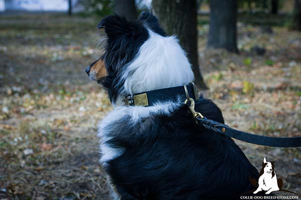 Collie black leather collar of classy design with traditional buckle for utmost comfort