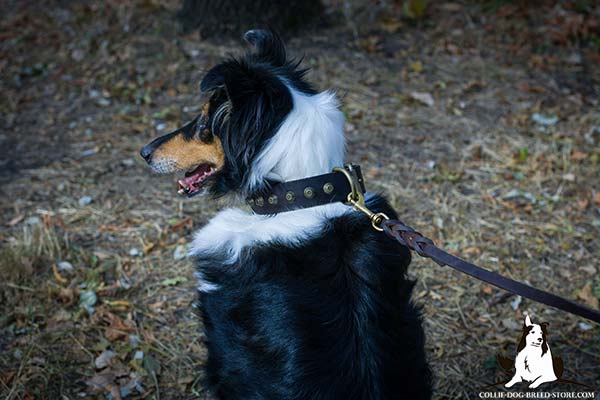 Collie brown leather collar with vintage cones for walking