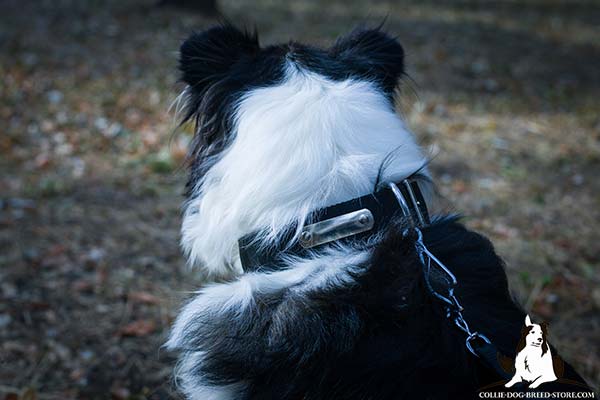 Collie nylon collar with rust-resistant nickel plated hardware for quality control