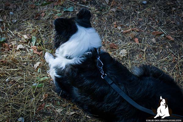 Collie nylon collar with rustless hardware for basic training